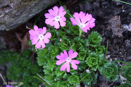 Primula minima